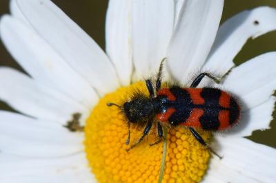 <i>Trichodes alvearius</i>