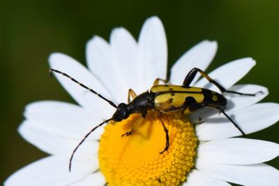 <i>Rutpela maculata</i>