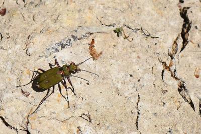 <i>Cicindela campestris</i>