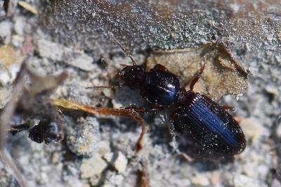 <i>Clivina fossor</i>