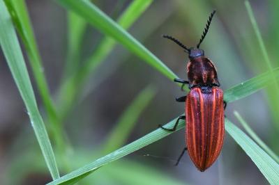 <i>Anostirus purpureus</i>