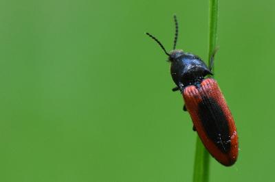 <i>Ampedus sanguinolentus</i>