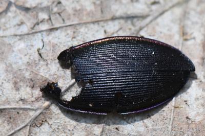 <i>Carabus violaceus</i>