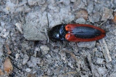 <i>Ampedus sanguinolentus</i>
