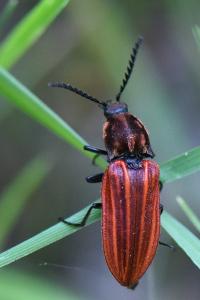 <i>Anostirus purpureus</i>