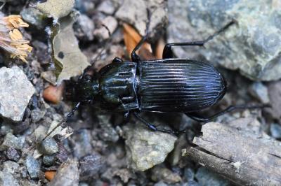 <i>Abax parallelepipedus</i>