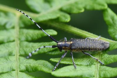 <i>Agapanthia villosoviridescens</i>