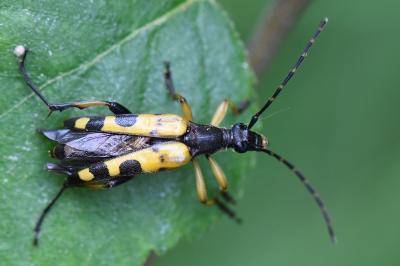 <i>Rutpela maculata</i>