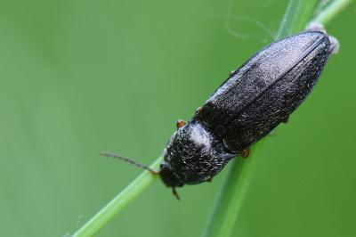 <i>Paraphotistus nigricornis</i>
