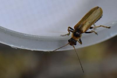 <i>Cantharis</i>