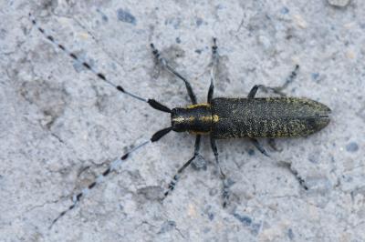 <i>Agapanthia villosoviridescens</i>