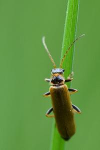 <i>Cantharis</i>