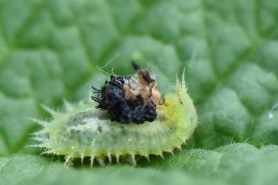<i>Cassida</i>
