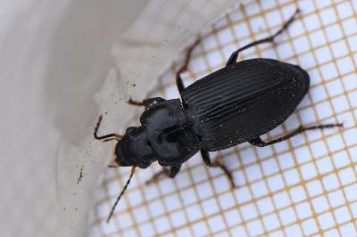 <i>Harpalus</i>