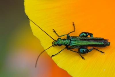 <i>Oedemera nobilis</i>