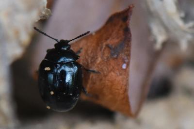 <i>Phaedon armoraciae</i>