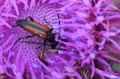 <i>Stenurella melanura</i>