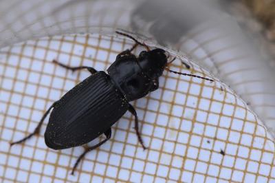 <i>Harpalus</i>