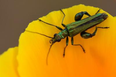 <i>Oedemera nobilis</i>