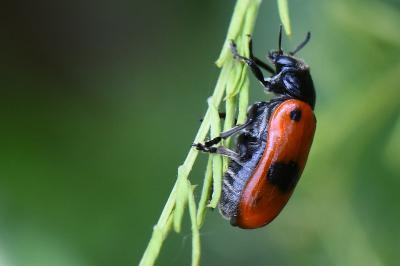 <i>Clytra laeviuscula</i>
