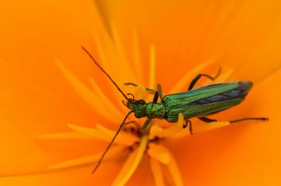 <i>Oedemera nobilis</i>