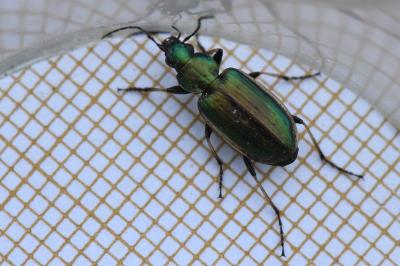 <i>Agonum marginatum</i>