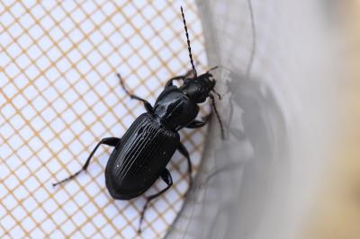 <i>Pterostichus anthracinus</i>