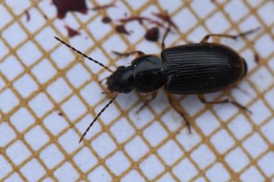 <i>Stenolophus mixtus</i>