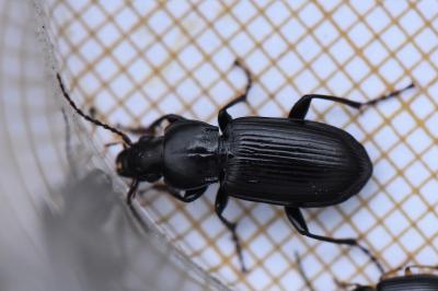 <i>Pterostichus anthracinus</i>