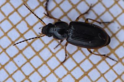 <i>Stenolophus mixtus</i>