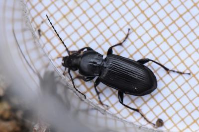 <i>Pterostichus anthracinus</i>