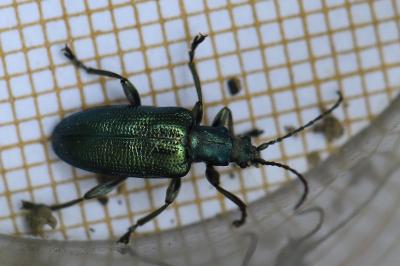 <i>Plateumaris sericea</i>