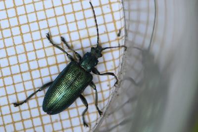 <i>Plateumaris sericea</i>