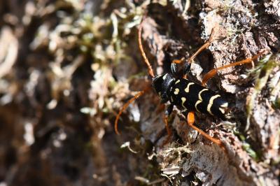 <i>Plagionotus arcuatus</i>