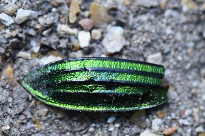 <i>Carabus auronitens</i>