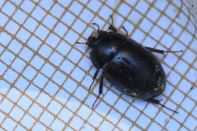 <i>Hydrobius fuscipes</i>