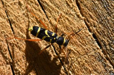<i>Clytus arietis</i>