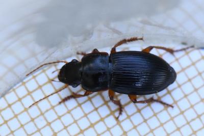 <i>Harpalus</i>