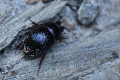 <i>Hydrobius fuscipes</i>
