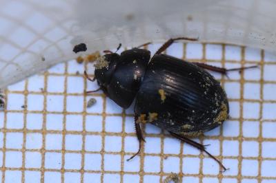<i>Hydrobius fuscipes</i>