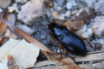 <i>Harpalus</i>