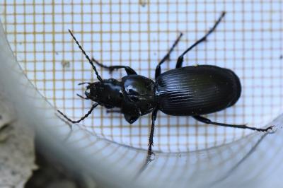 <i>Pterostichus madidus</i>