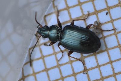 <i>Bembidion deletum</i>