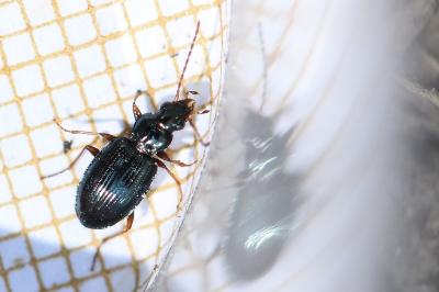 <i>Bembidion deletum</i>
