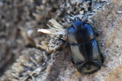 <i>Hololepta plana</i>