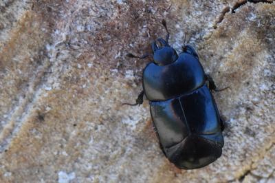 <i>Hololepta plana</i>