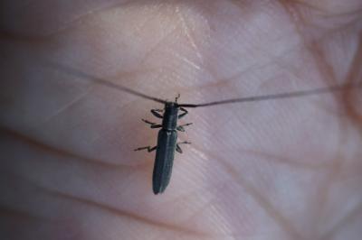 <i>Calamobius filum</i>