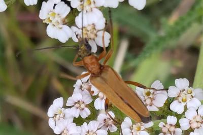 <i>Oedemera podagrariae</i>