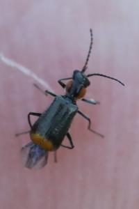 <i>Axinotarsus pulicarius</i>