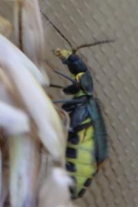 <i>Clanoptilus elegans</i>